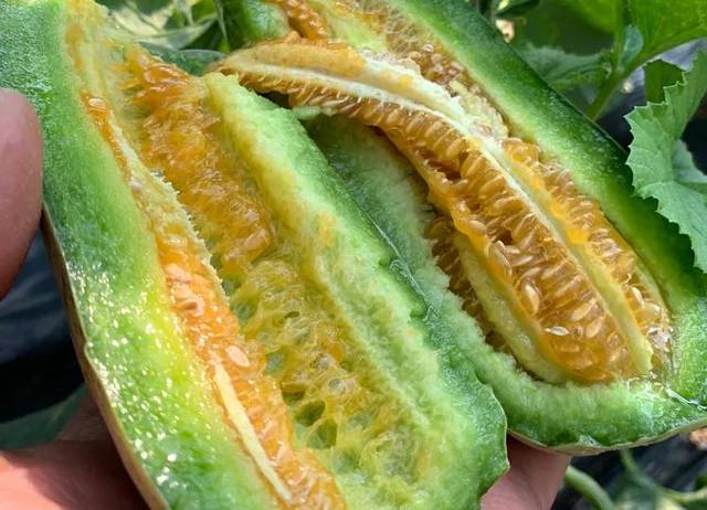 长得像黄瓜,吃着如甜瓜!细腻酥脆又多汁的羊角蜜,尝尝!