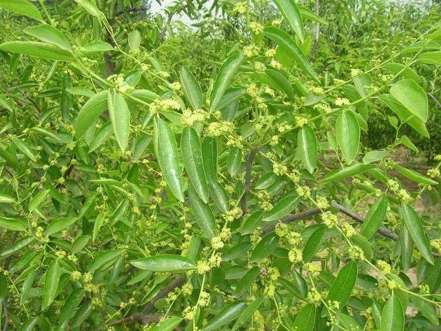 枣树在开花期环剥,可明显提高坐果率,所以环剥时间一般在5-6月份,从