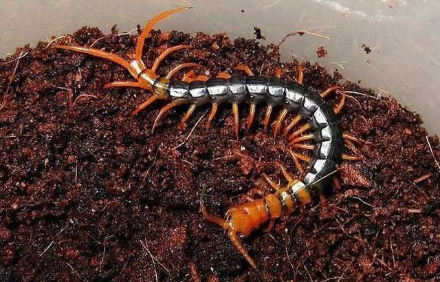 浙江海宁这位车主开车的时候 从空调出风口爬出了一条4寸多长的蜈蚣