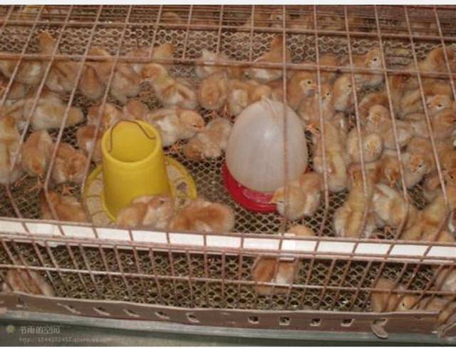 如何给雏鸡开食饮水的饲养管理技术,养鸡
