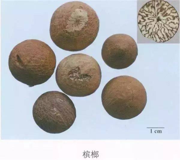 太医教您识中药 | 槟榔
