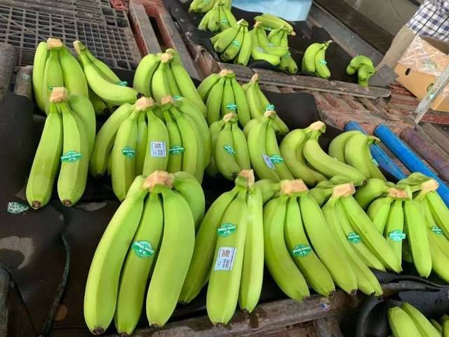 柬埔寨进口香蕉图片图片