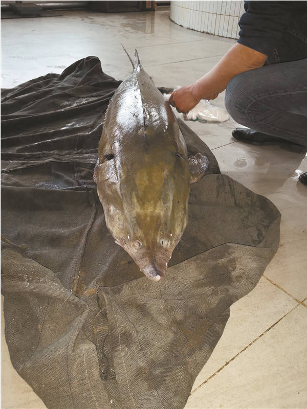 目前正值黑龙江,乌苏里江春渔期.