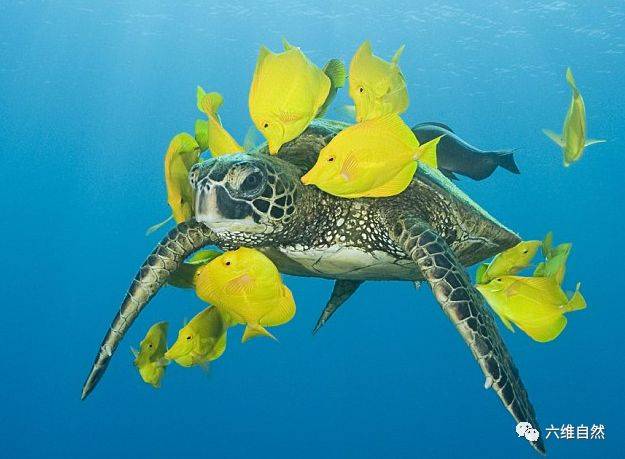 在食物链中,海龟虽然不是鱼类的天敌,但偶尔也会捕食小鱼类的,海龟是