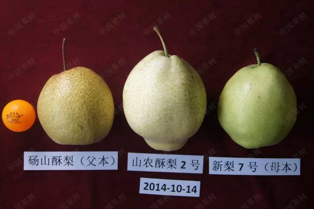 陈学森:以优质,晚熟,耐贮品种为主的品种结构助力我国苹果和梨产业