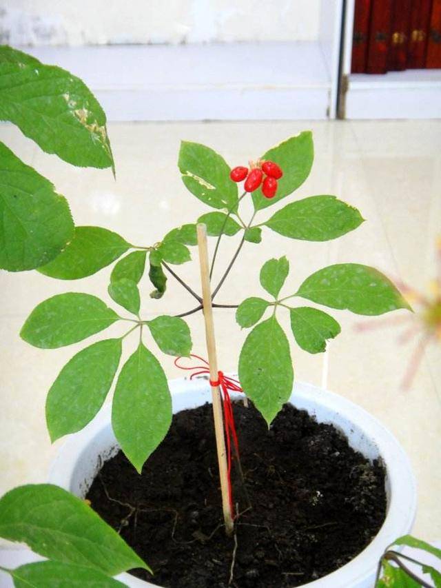 人参苗