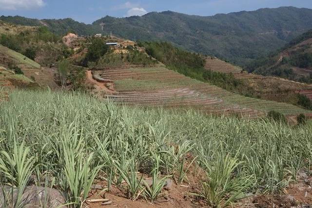 西盟縣全膜覆蓋輕簡化甘蔗栽培技術有效抵禦旱災侵襲