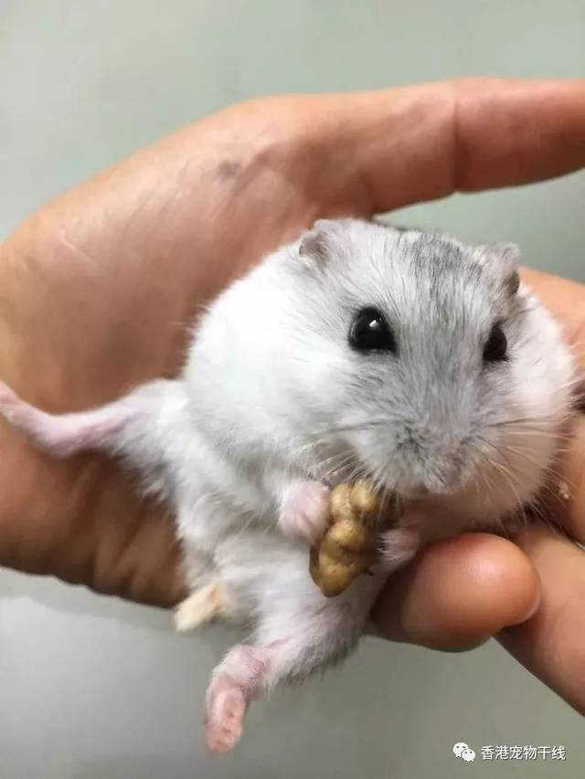 晒萌有礼 | 记录与仓鼠的美好小时光