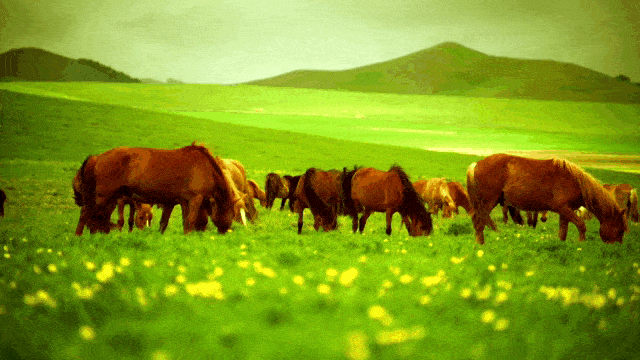 假如我在呼伦贝尔遇见你,一定要带你去草原一起放肆奔跑,热情高歌.