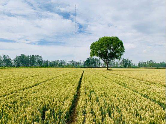 【今日头条】鄂中生态捍卫土壤安全 河南回访见证"丰收"时刻