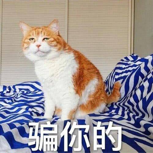 骗你是小猫表情包图片