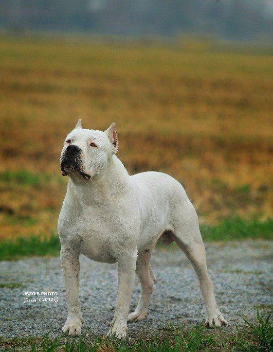 猛犬中的"黑白双煞",一个是猎犬霸主,另一个是忠诚护卫