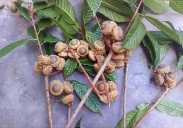 野生果子却有个不雅名字!