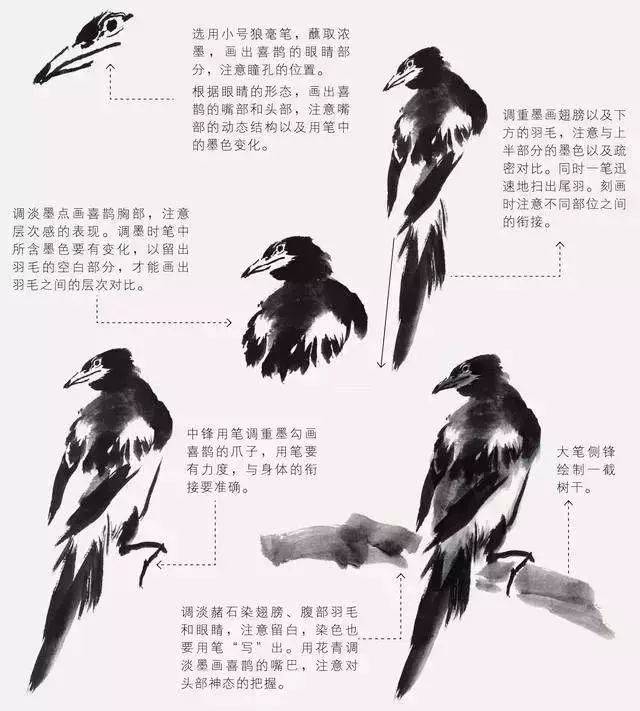 如何才能把鸟画好?_搜狐网