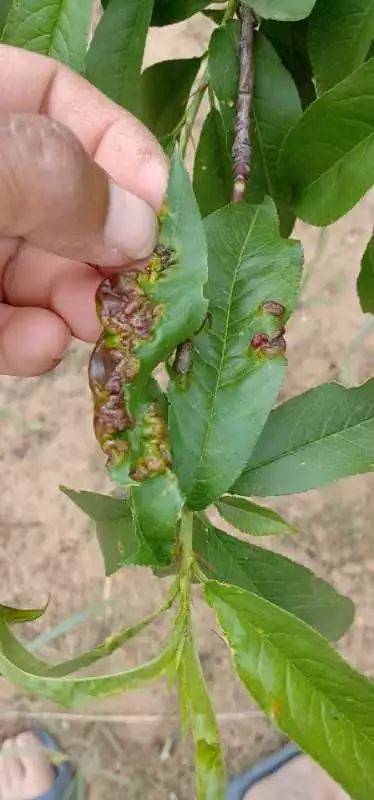 叶片萎缩缩叶怎么办桃树缩叶病的防治技术