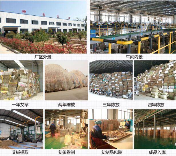 艾草种植全流程指南：从选苗、管理到艾绒加工的实操要点