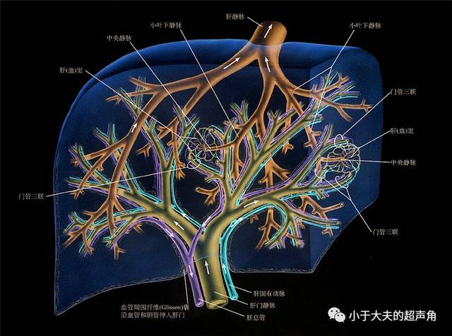 血管真的是沒有回聲的嗎鑑別肝內膽管的又一好方法