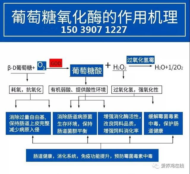 想了解葡萄糖氧化酶都有哪些作用吗?看这里