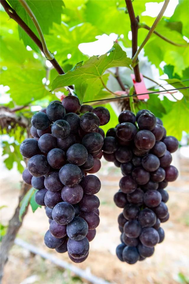 又到摘葡萄季节惠阳官山绿源葡萄园葡萄熟啦快快组队去摘