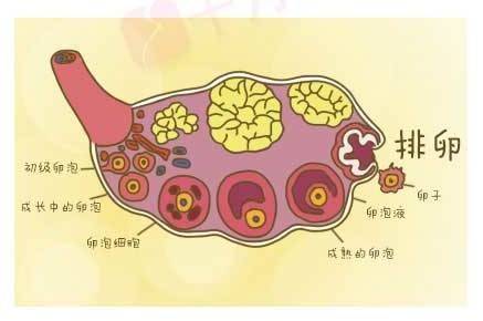 【專家推介】王慧:什麼是人工授精?