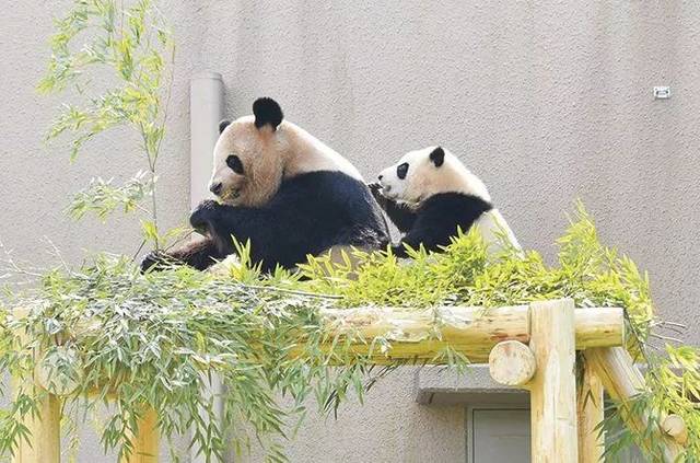 上野動物園大熊貓