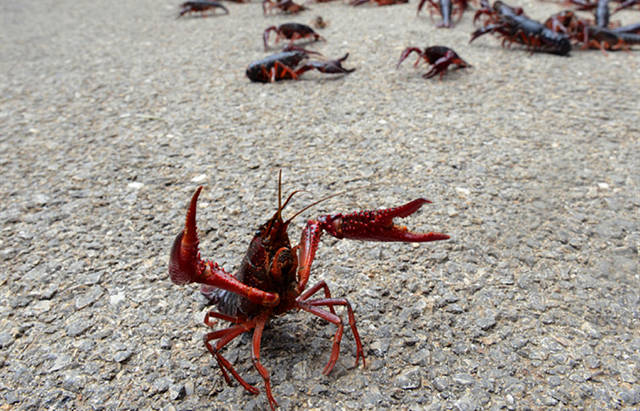 我叫小龙虾,原产地是美国,现在我后悔来中国了