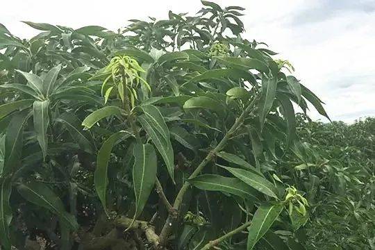 控梢为何掉叶关于芒果树控梢掉叶的问题