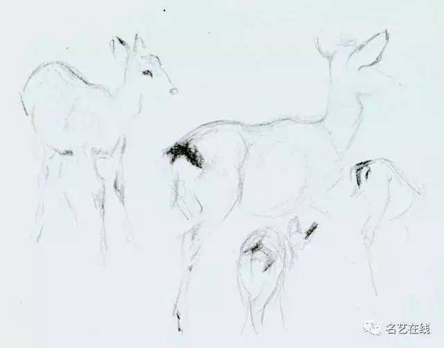 中国近代画家　刘继卣作動物図　激安骨董品AK1389A10-2 刘继卣大师画谱| 动物篇_搜狐网