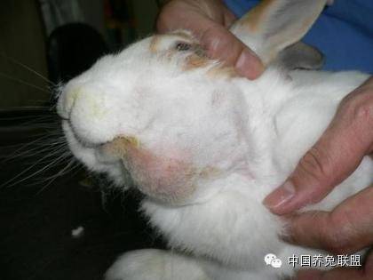 养兔兔子下巴脓包的治疗过程
