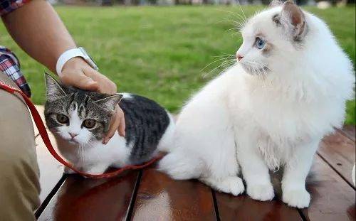 猫也需要遛?遛猫对猫而言是一项绝佳的运动