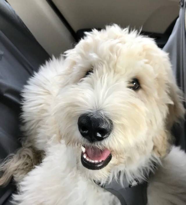 很少见的一种串串狗名字却特别的金贵身价同样让很多人养不起