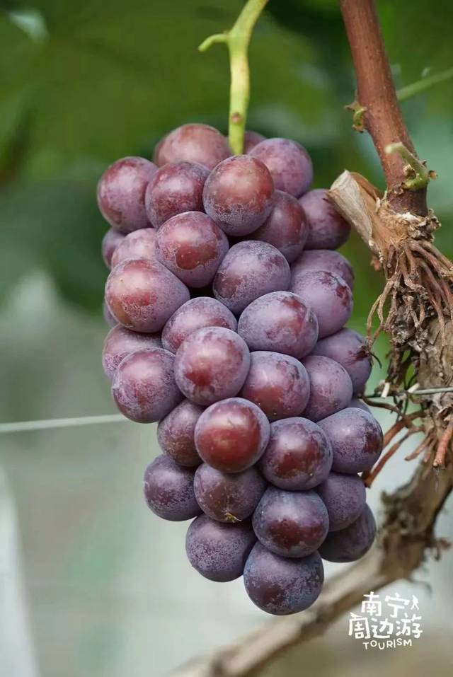 美丽南方葡萄熟啦!2大2小入园 葡萄2斤 采摘葡萄6折特价只要29.9元!