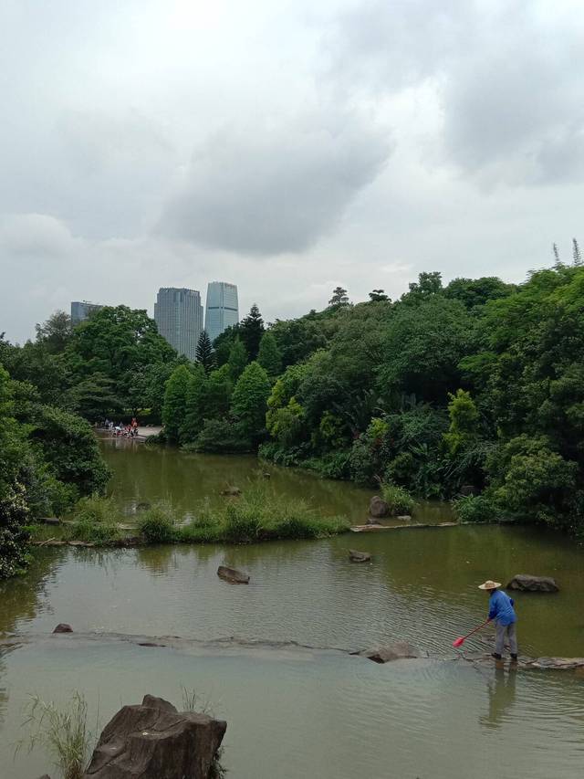 不用去百万葵园,在广州云溪生态公园,葵花开了布谷鸟叫了