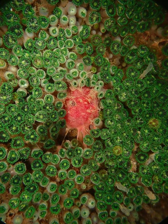 图为在大亚湾核电基地周边海底拍摄到的荔枝海绵