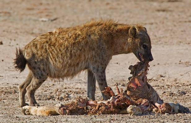 鬣狗竟將獅子害成這個慘狀,腸子被拽出,連腦袋也被如此對待