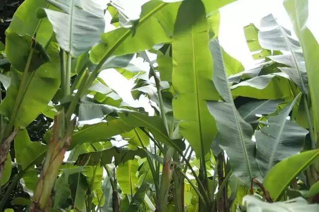 芭蕉叶可以做衣服 你知道吗 芭蕉叶做衣服图片 蜂产网