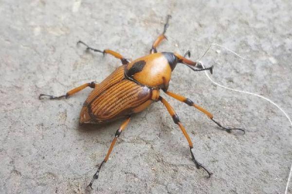 南方竹林里的这种虫子,如今一斤可达60元,还未能人工养殖