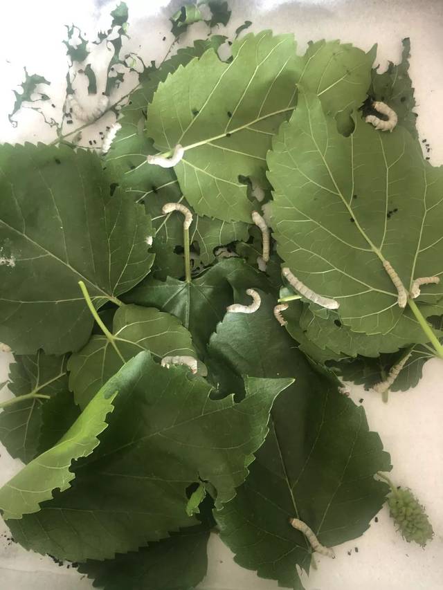 小朋友们,脱完皮后,身上变成白色,这样子的蚕宝宝是不是更漂亮了呢.