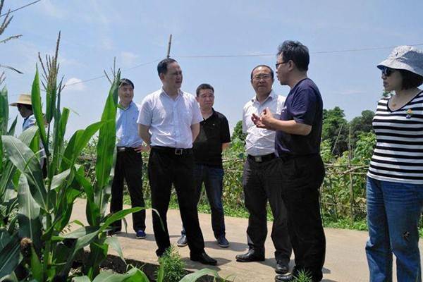 副市长顾峰来攸调研指导草地贪夜蛾监测防控工作