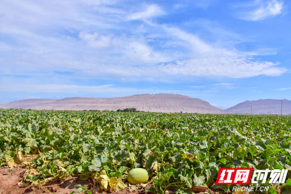 湘企组团到吐鲁番买瓜 三千余吨哈密瓜将陆续销往湖南