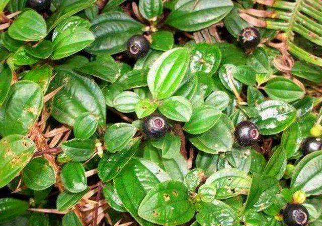 农村这种野果,以前的人们拿来泡酒,其实它还是一种很好的药材