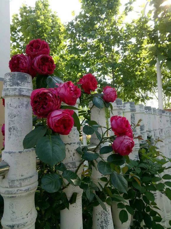 欣赏| 花友家的红龙月季又高又大,一个赛一个壮观!