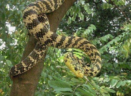 在农村野外看到一条大黄蛇在吞食一条五步蛇,五步蛇不是很厉害吗_手机