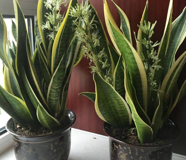 养虎皮兰,土里放2样东西,不烂根不烂叶,新芽多,蹭蹭长得快