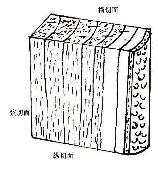 木材径向弦向什么意思,木材的旋向和径向,木材的顺向弦向(第9页)_大山谷图库