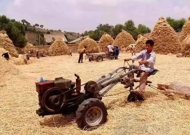 致麦收:小时候农村收麦子的场景