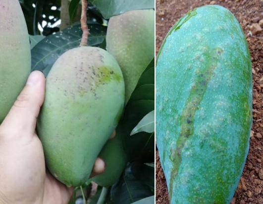 芒果水泡病的发生原因及综合防治措施