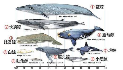 蓝鲸和座头鲸图片对比图片