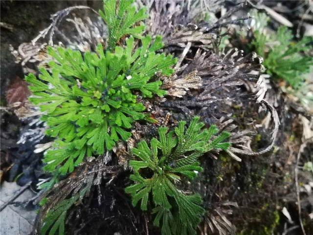 雲南香格里拉這種打不死的草號稱植物界老大點火就燃碰水就活