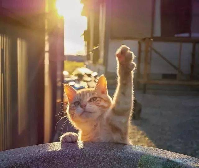 一只向你打招呼的小橘猫,hi~你好呀,交个朋友吧!